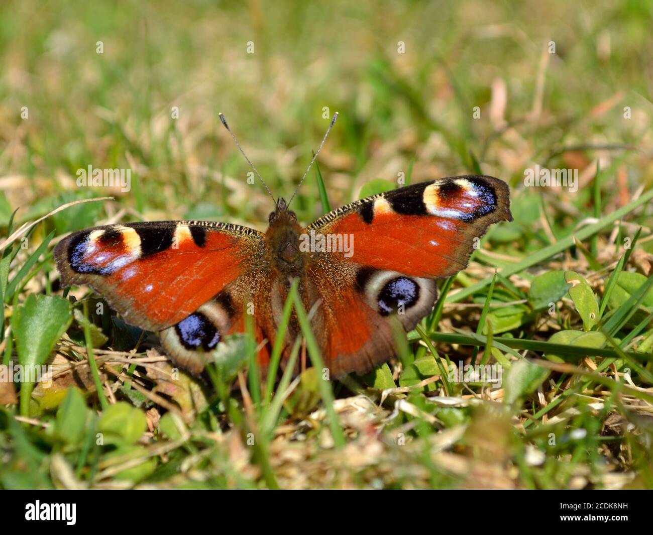 colorful butterfly Stock Photo