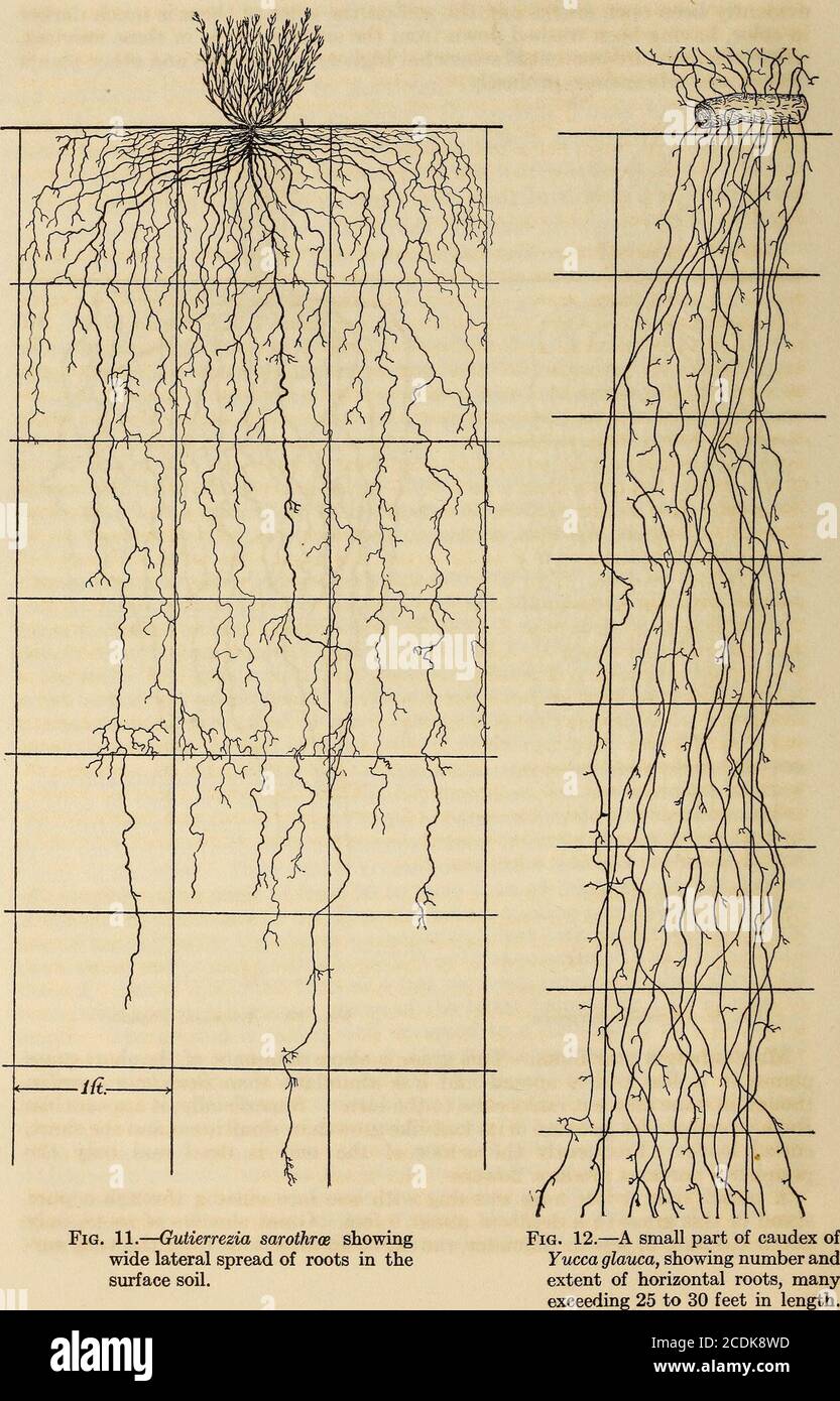 . The ecological relations of roots . Fig. 9.—Aristida purpurea. Fig. 10.—Artemisia frigida. MuWenbergia gracilliina.—This grass is also a dominant of the short-grassplains; it is less widely spread and less abundant than Bouteloua gracilis,though in some places it ranks close to the latter. Superficially, it appears likeBulbilis dadyloides, because of its mat-like growth in small areas and the short,curled leaves. Frequently the center of the mat is dead and only theperipheral portions produce flowers. A trench over 4 feet long was dug with, one face cutting through a purestand of this grass Stock Photo