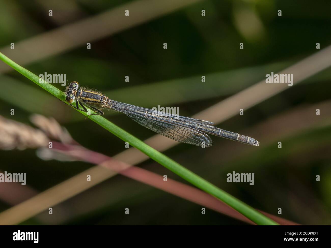 Female Blue-tailed damselfly, Ischnura elegans, perched in lakeside vegetation. Stock Photo