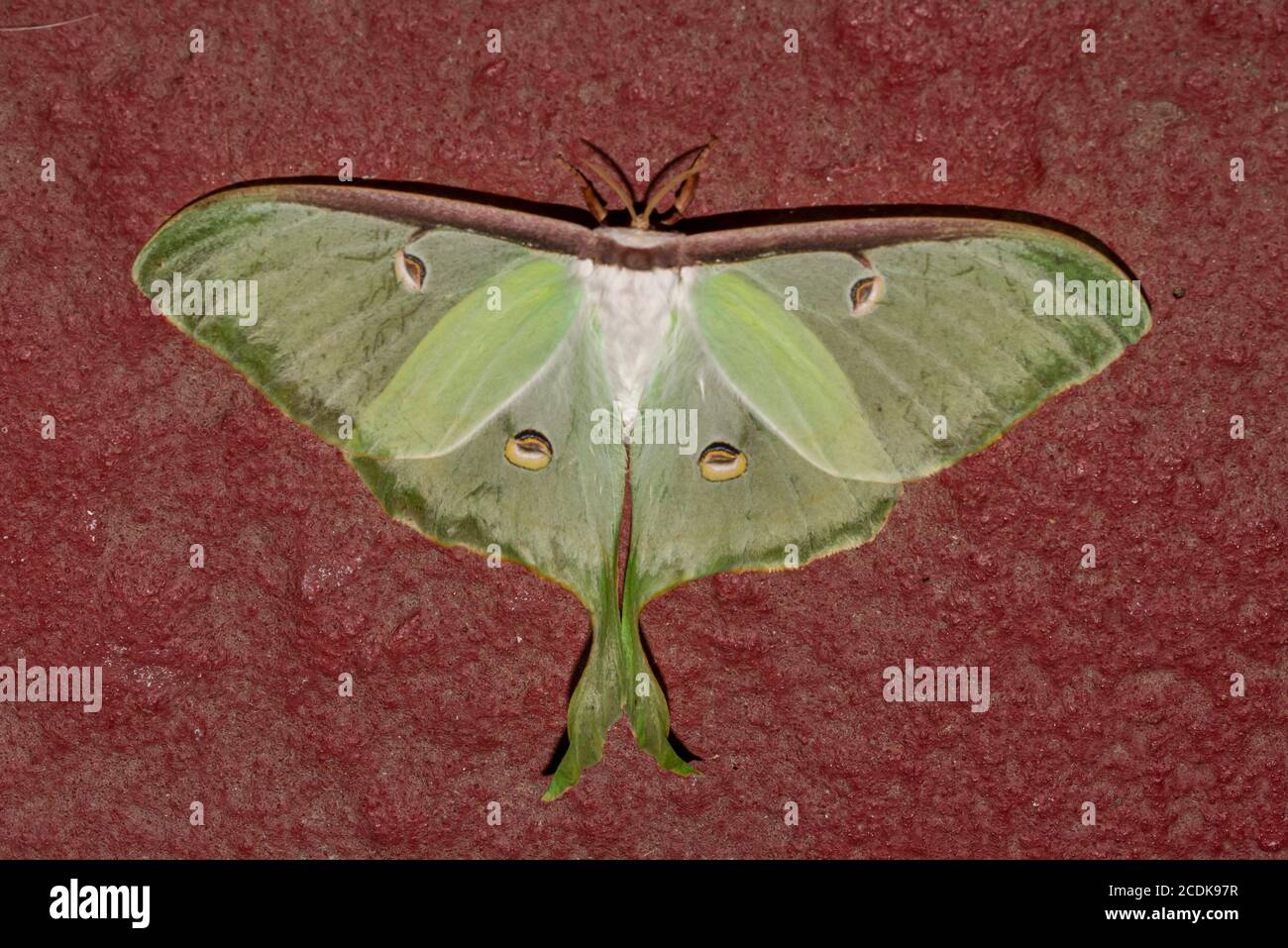 Close-up of a large female Luna moth, commonly  known as a giant silk moth Stock Photo