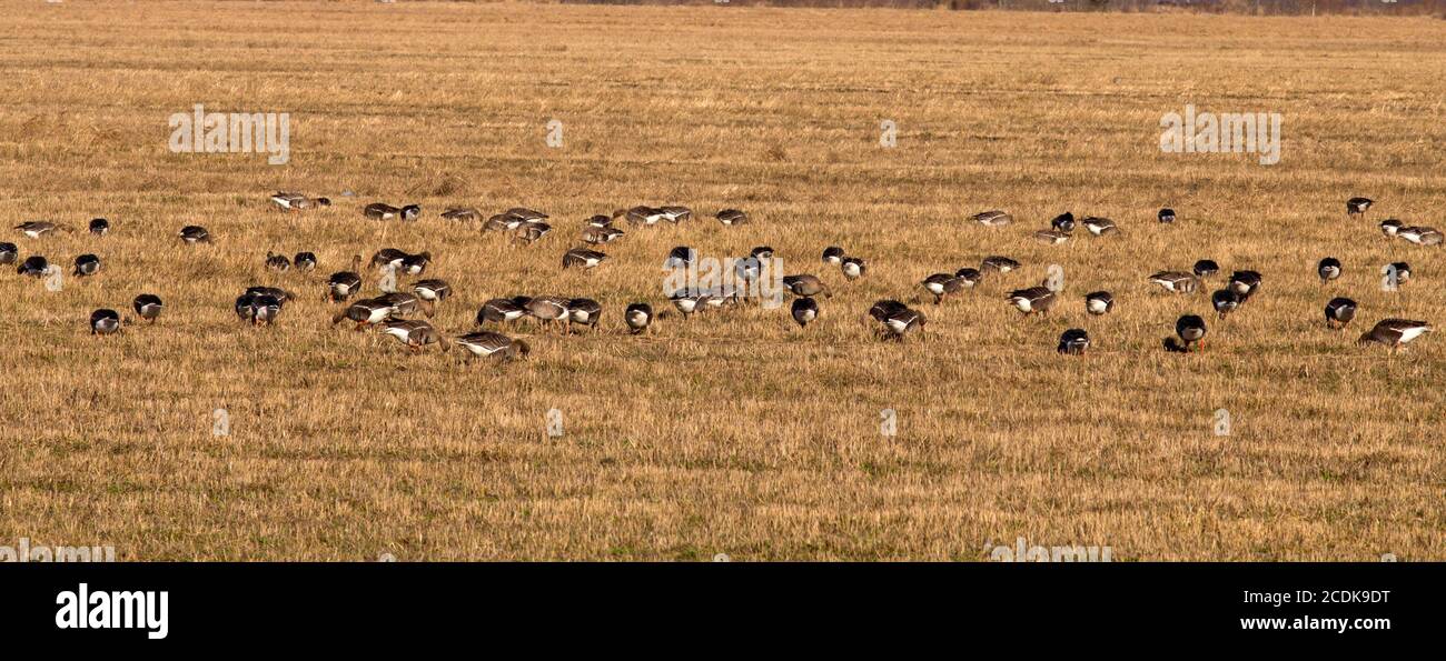 spring time  of migratory geese Stock Photo