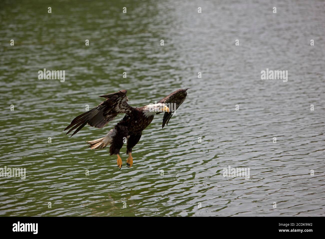BALD EAGLE haliaeetus leucocephalus, JUVENILE IN FLIGHT OVER LAKE Stock ...
