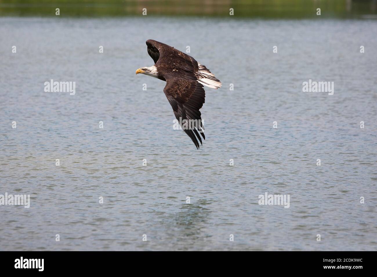 BALD EAGLE haliaeetus leucocephalus, JUVENILE IN FLIGHT OVER LAKE Stock ...