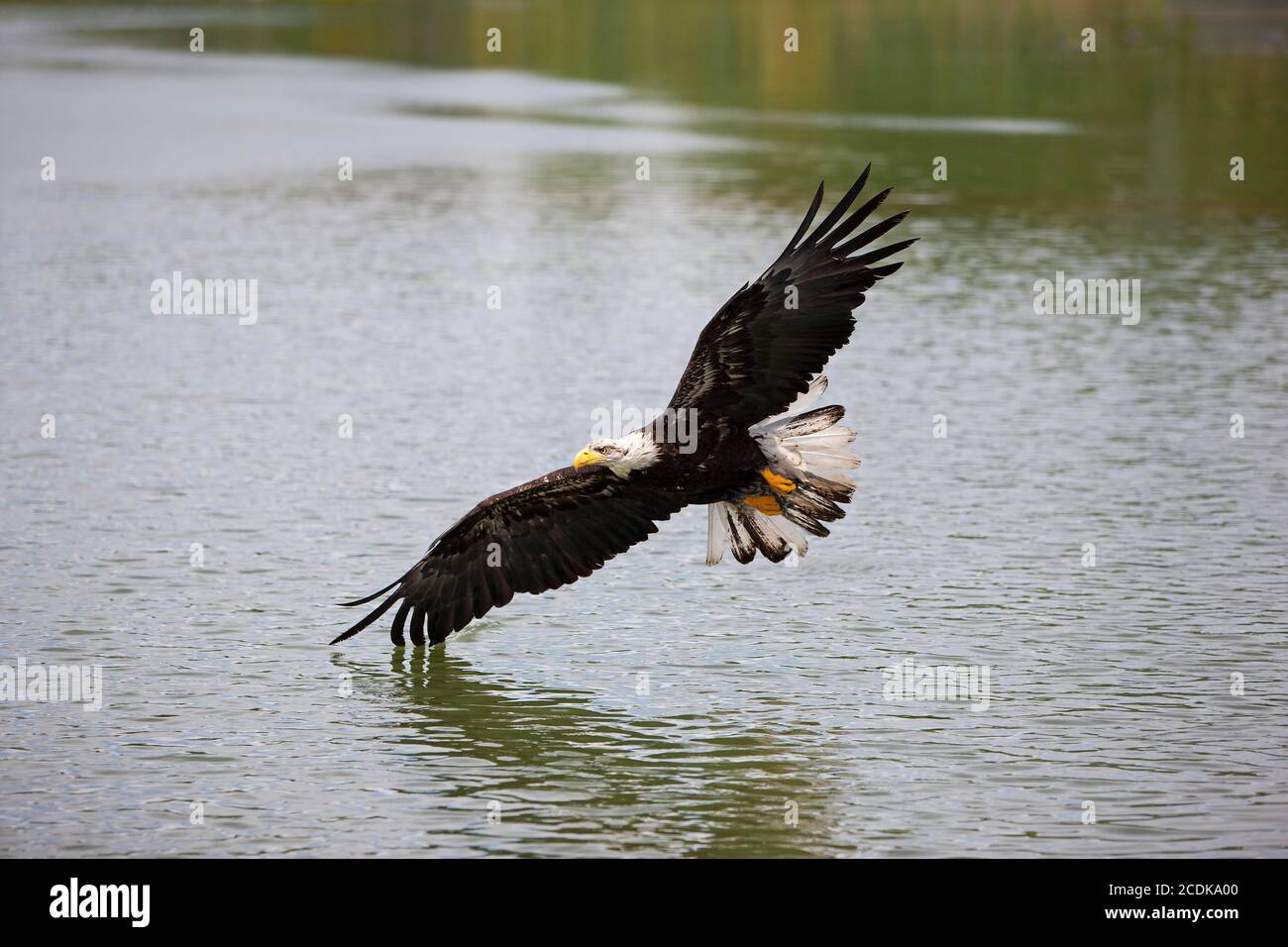 BALD EAGLE haliaeetus leucocephalus, JUVENILE IN FLIGHT OVER LAKE Stock ...