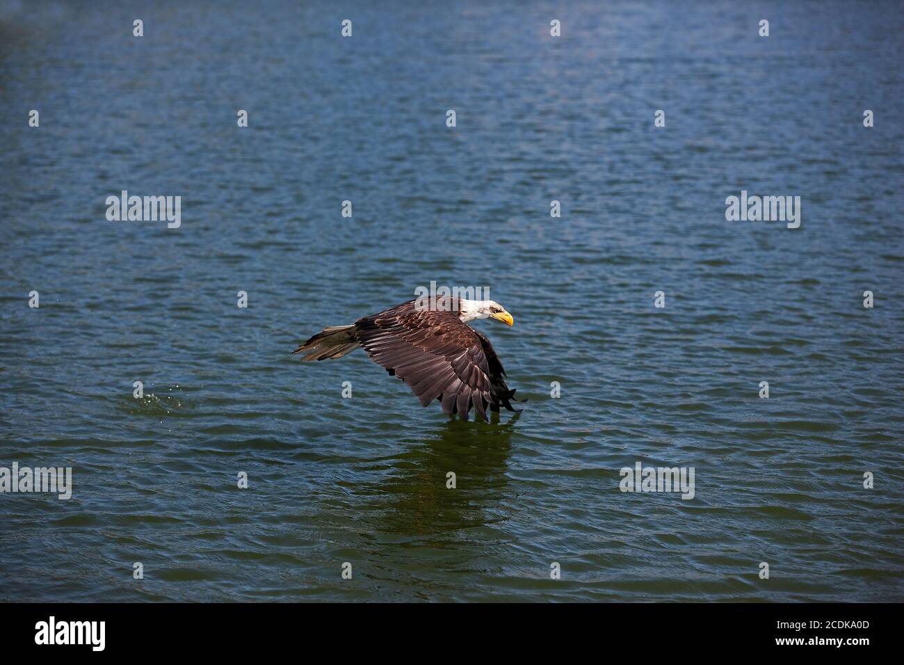 BALD EAGLE haliaeetus leucocephalus, JUVENILE IN FLIGHT OVER LAKE Stock ...