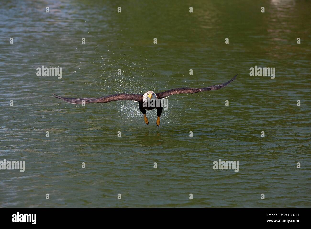 BALD EAGLE haliaeetus leucocephalus, JUVENILE IN FLIGHT OVER LAKE Stock ...
