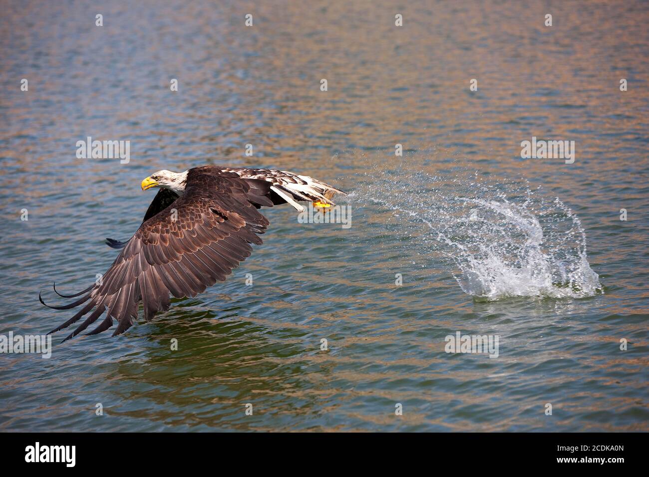 BALD EAGLE haliaeetus leucocephalus, JUVENILE FISHING IN LAKE Stock ...