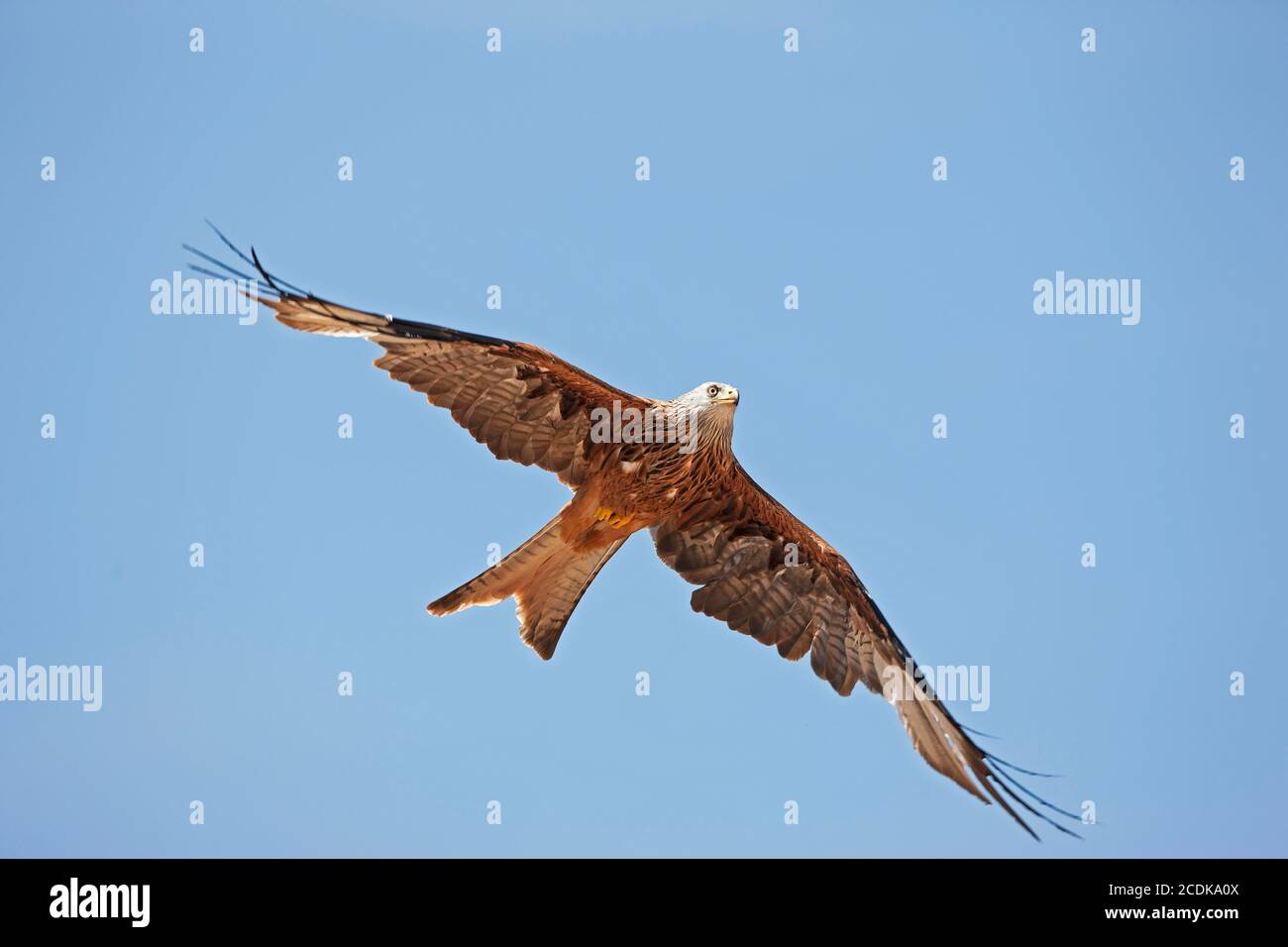 RED KITE milvus milvus, ADULT IN FLIGHT, UNDERSIDE Stock Photo Alamy