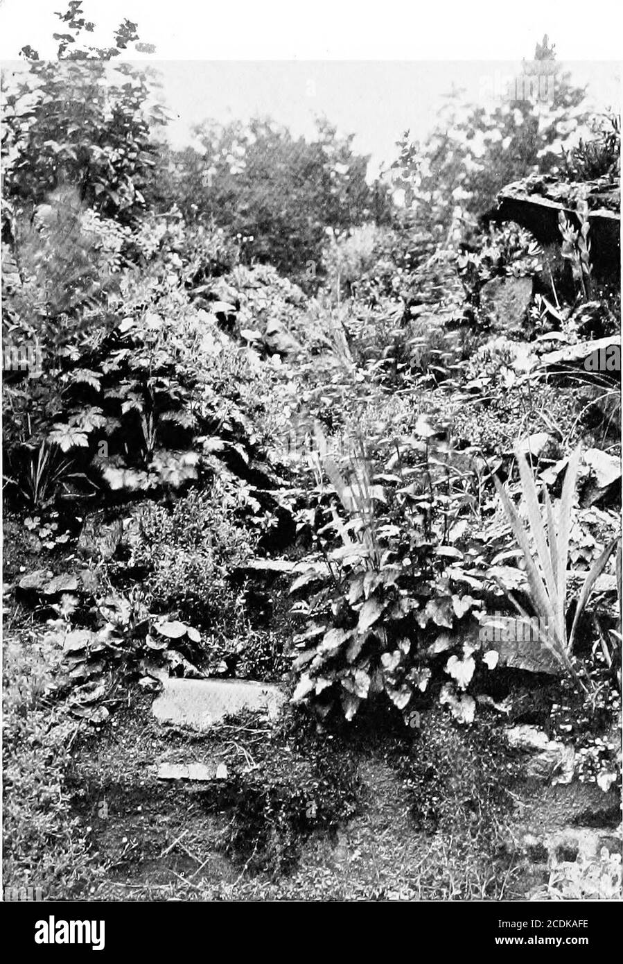 . The happy garden . stone, in which to grow sedumand sun - rose, and saxifrage. And this with alittle persuasion the unnatural fissure did. At the end by the wall the roses were cut back,and the ground was dug out and away on eitherside to give slopes facing north and south. It wasroughly planned and left to the old gardener, who,of course, did it all wrong. His notion was thatof a rockery, which is a very different thing froma rock-garden. He dug his slopes carefully, andlaid his stones here and there in the mould in sucha way that they served no purpose at all. Now,in building a rock-garden Stock Photo