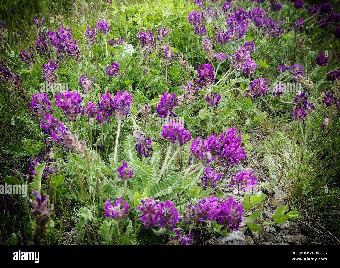 Viola odorata - Sweet Violet, Stock Photo