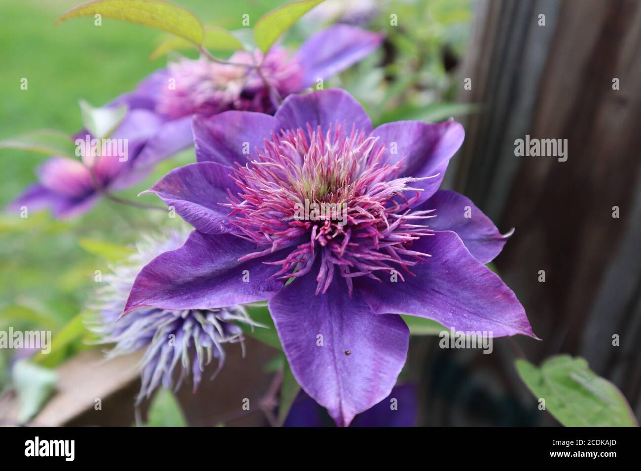 Purple Flower close up Stock Photo - Alamy