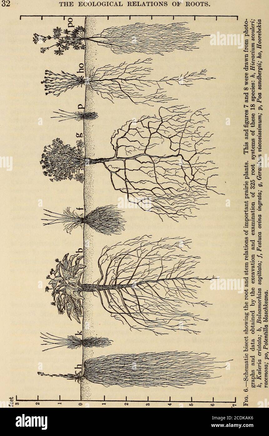 . The ecological relations of roots . haracter. Hence we will proceed at once to adiscussion of root distribution. THE ROOT SYSTEMS OF THE GRASSES. Over 60 individuals of the four dominant grasses were excavatedand examined. Three, Koeleria cristata, Poa sandhergii, and Festucaovina ingrata, are shallow-rooted, the bulk of the absorbing systemlying above the 18-inch level, while Agropyrum spicatum penetrates toa maximum depth of 4 feet 10 inches. Agropyrum spicatum.—This is the dominant bunchgrass in eastern Wash-ington. It has its best development westward of the high upland prairiesof extrem Stock Photo
