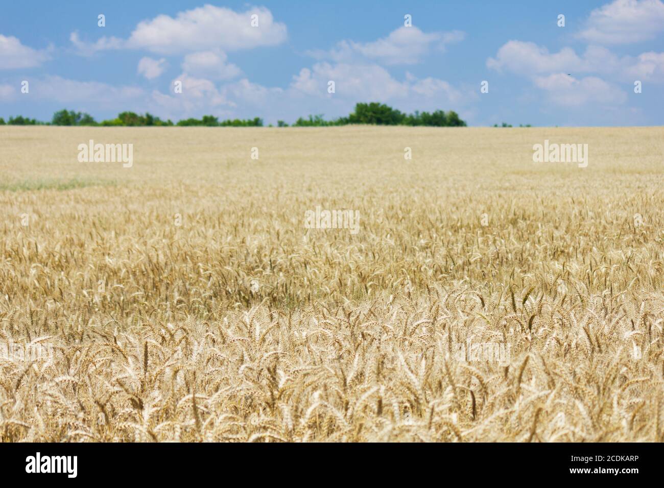 Wheat with blue cloudy sky Stock Photo - Alamy