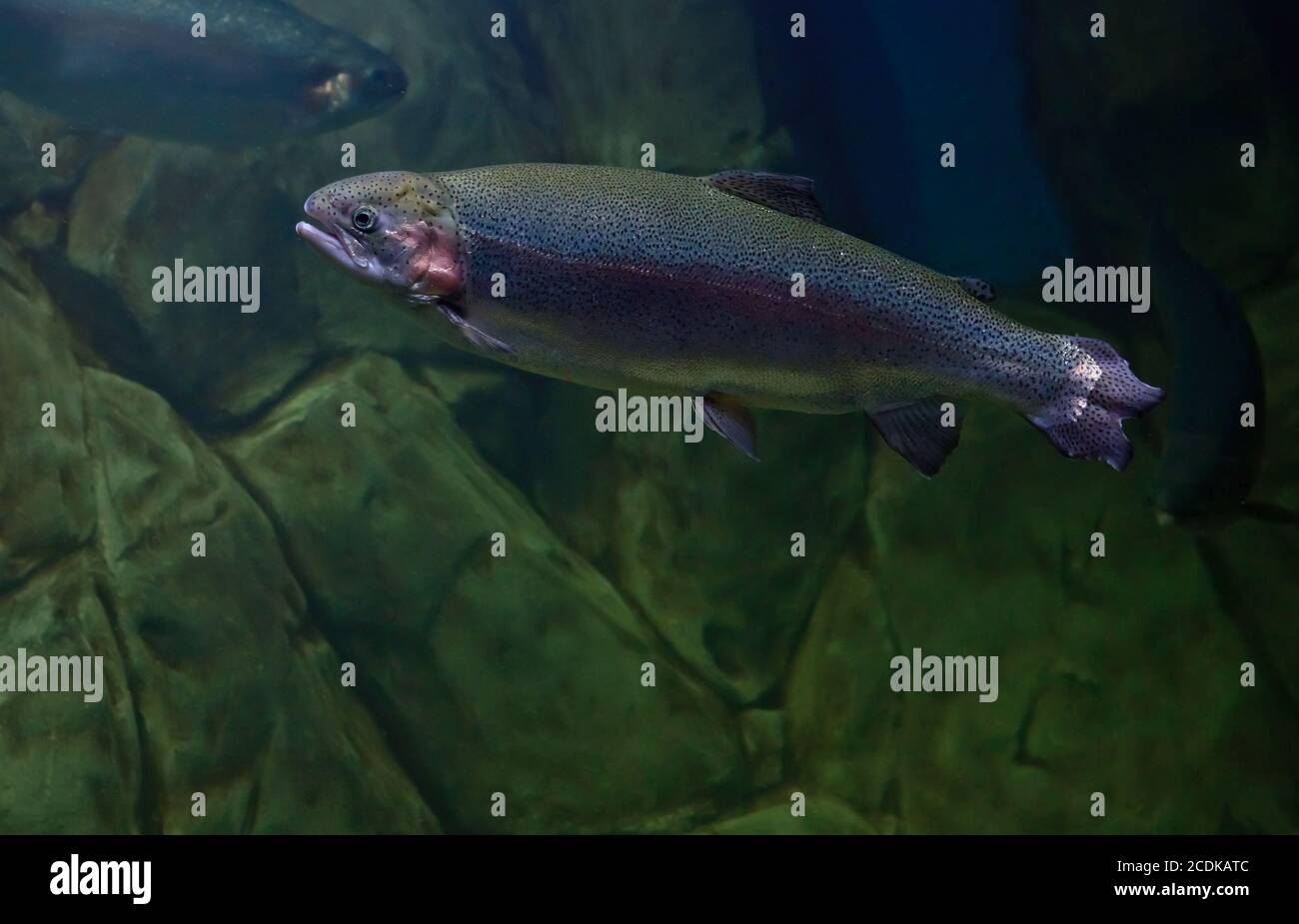 Rainbow trout or Salmon trout (Oncorhynchus mykiss) close-up underwater Stock Photo