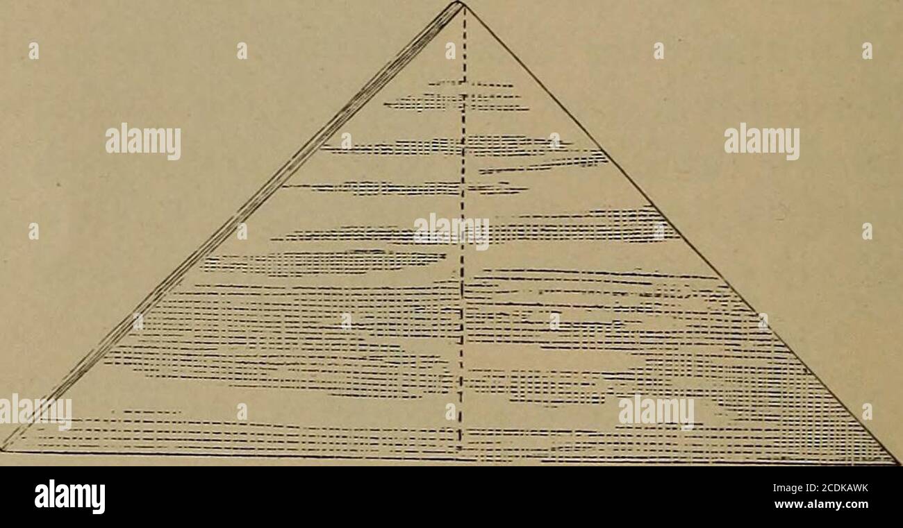 Reconstructive Triangle . Minor surgery and bandaging, including the treatment of fractures and ...