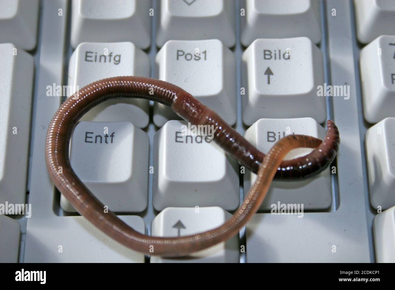 Computer worm Stock Photo