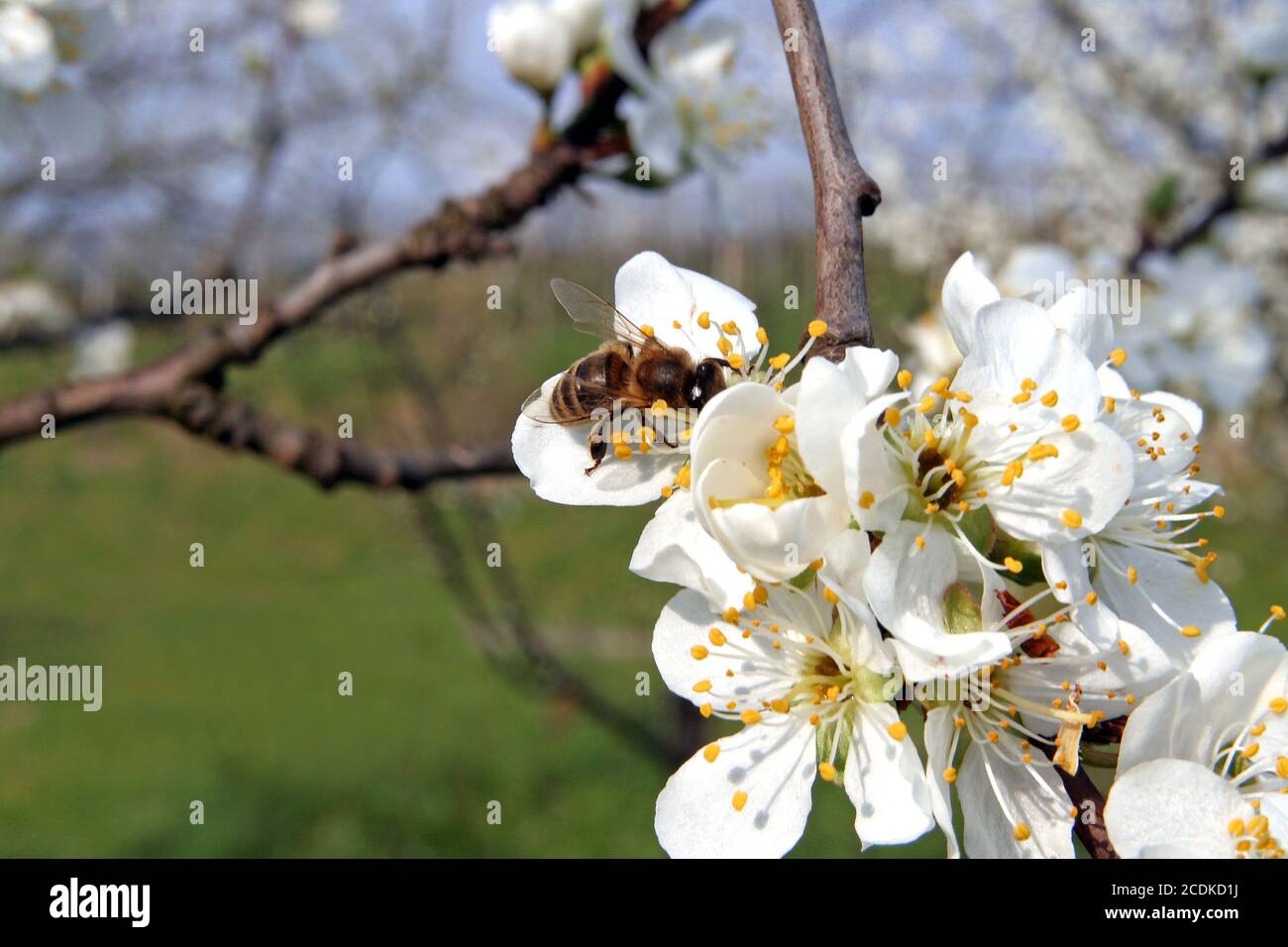 fruit tree blossom Stock Photo