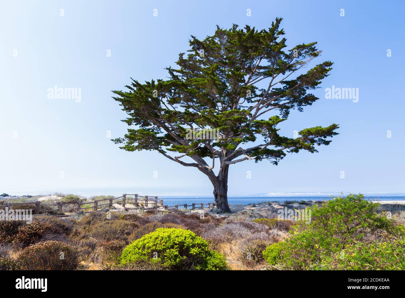 Cyrpus Tree Lines Path to Monterey Bay Stock Photo