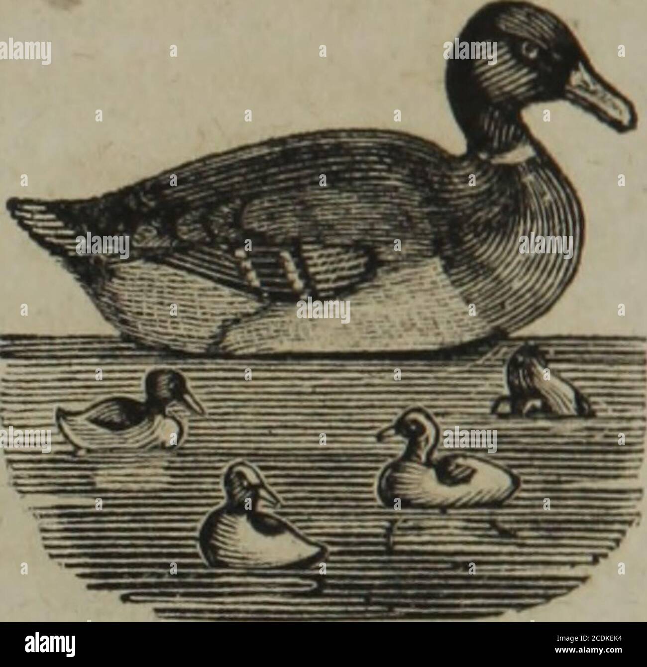 Elementary exercises for the deaf and dumb . The duek is another water-bird  or web-footed-bird, whichhas been tamed. It is smaller than the goose, hut  also de-lights to swim in the