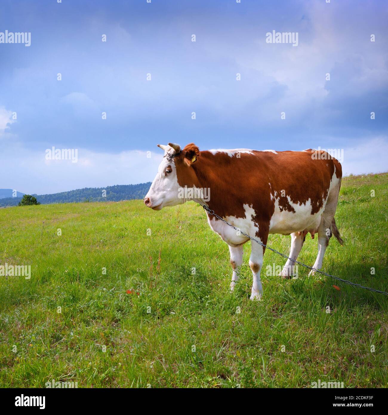 Photo of a cow hi-res stock photography and images - Alamy