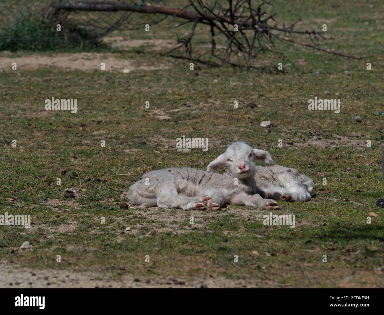 Sheep grazing, in a meadow of the mount Stock Photo - Alamy