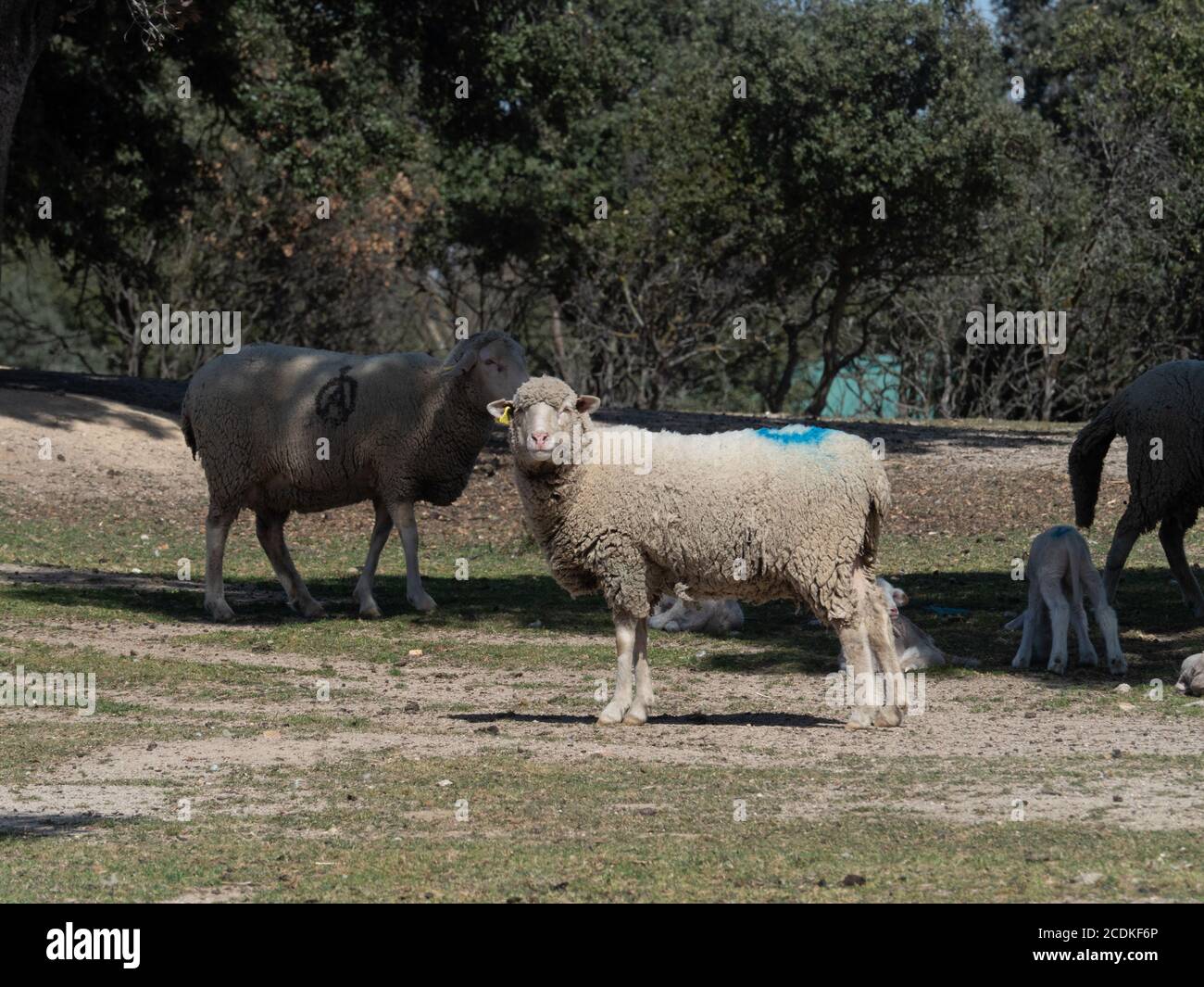 Sheep grazing, in a meadow of the mount Stock Photo - Alamy
