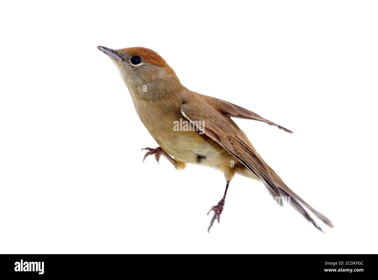 bird isolated on a white background (Black-cap) Stock Photo