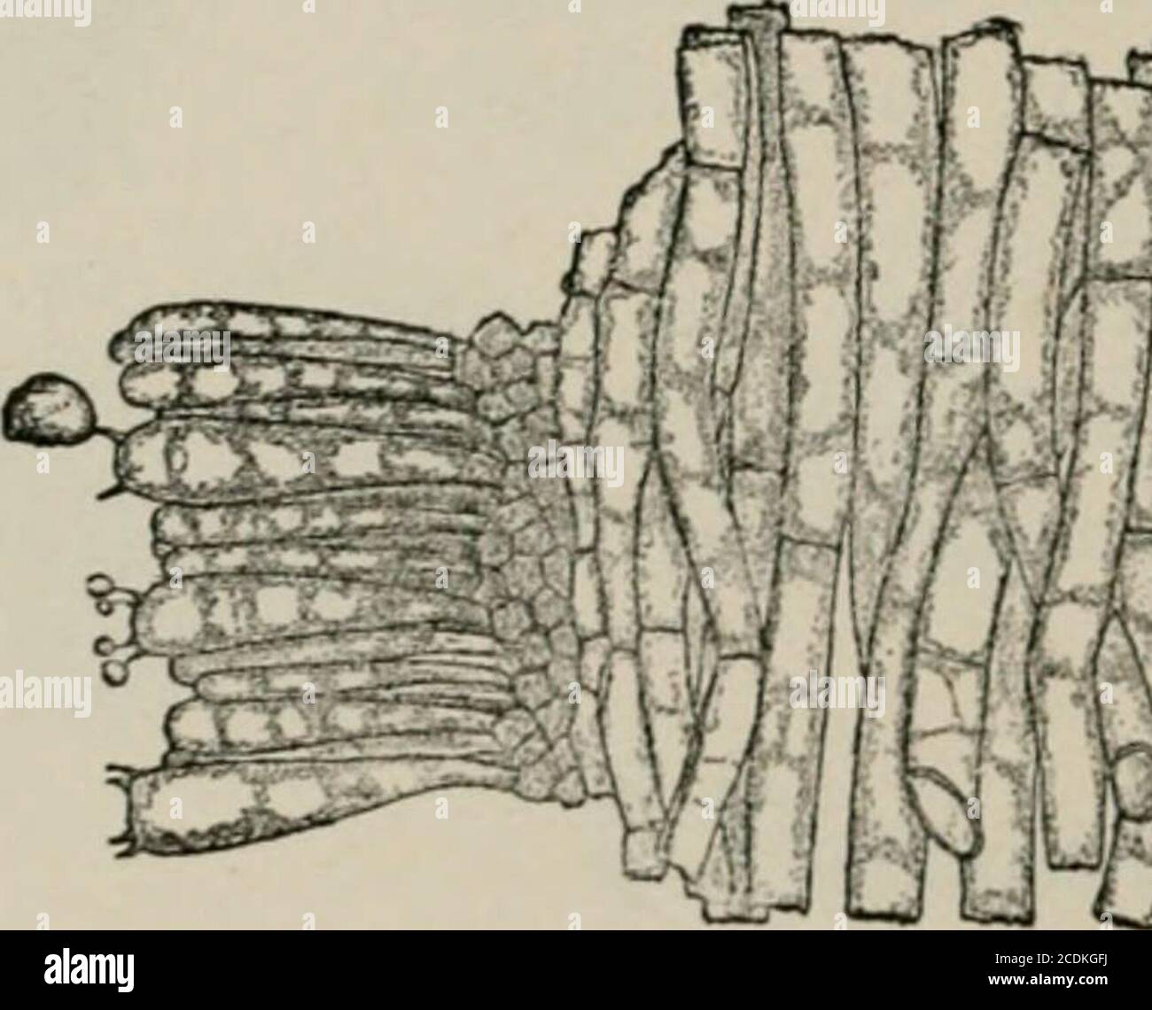 . The microscopy of vegetable foods, with special reference to the detection of adulteration and the diagnosis of mixtures . Fig. 328. Field Mushroom (Psalliota (Agaricus) campestris). i Natural size, showing/ lamellae. 2 Cross section of a lamella, magnified. (Sachs.). fU^&lt;^.  Stock Photo