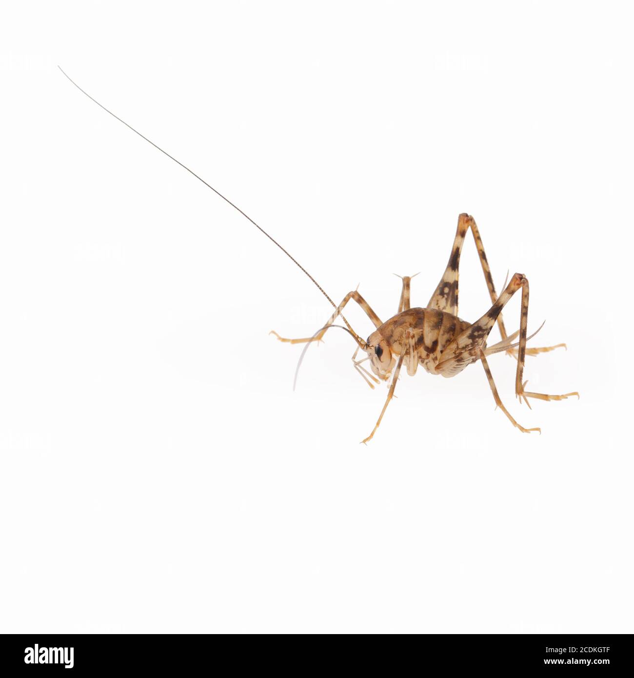 cricket spiders Stock Photo