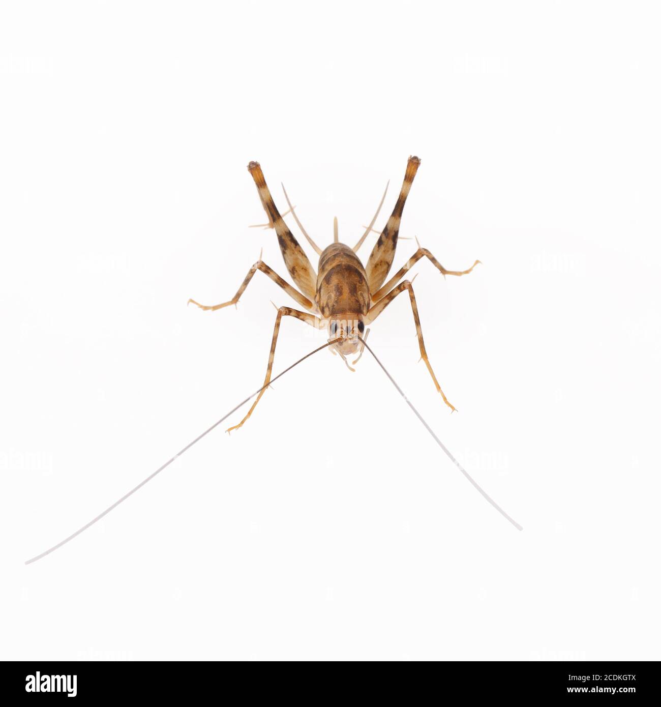 cricket spider Stock Photo