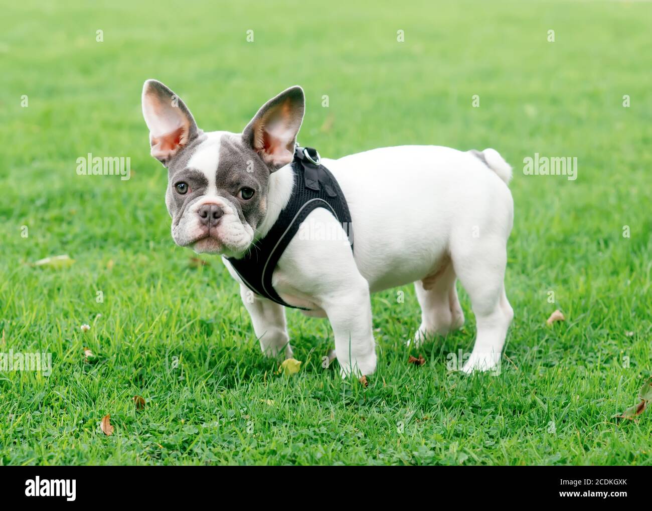 Puppy of White French Bulldog out for a walk standing on the grass in Summer Stock Photo