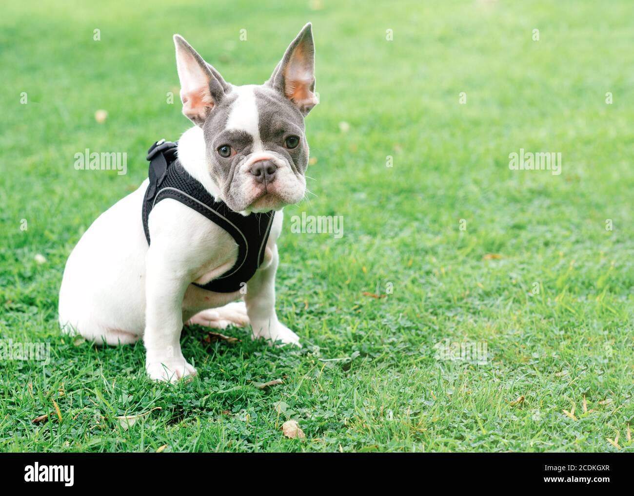 Puppy of White French Bulldog out for a walk sitting on the grass in Summer Stock Photo