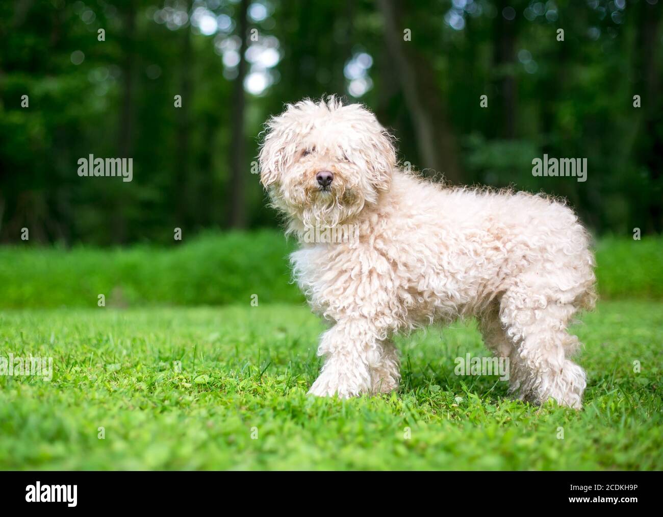 A shaggy Puli sheepdog mixed breed dog with curly hair standing outdoors Stock Photo