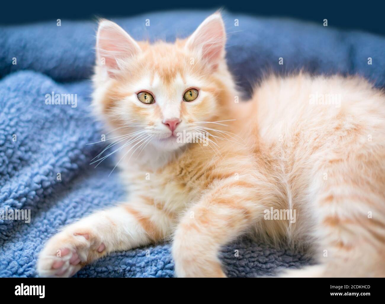 A fluffy tabby kitten relaxing on a blanket Stock Photo Alamy