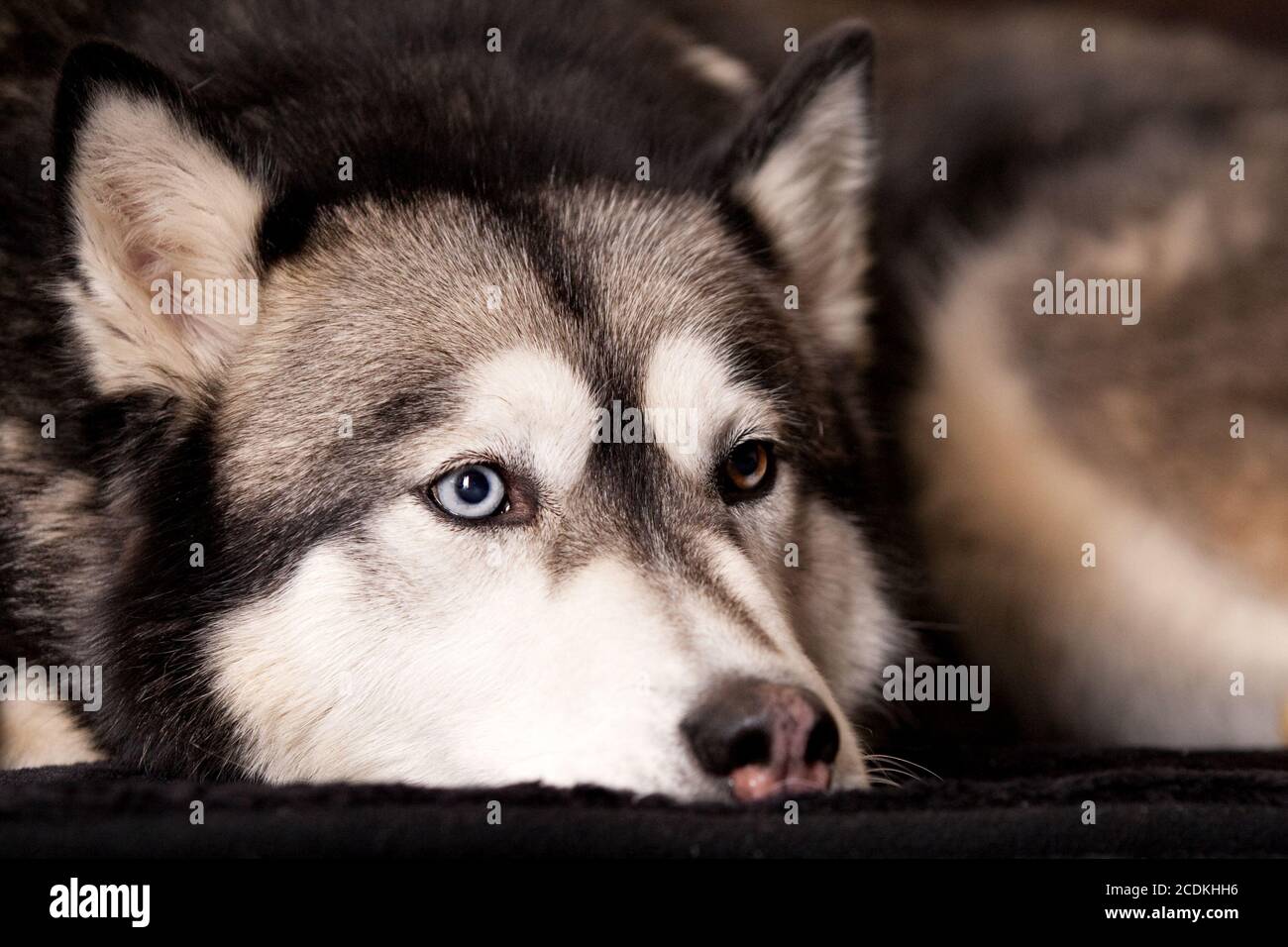 Crossbreed dog between husky and malamut laying down Stock Photo