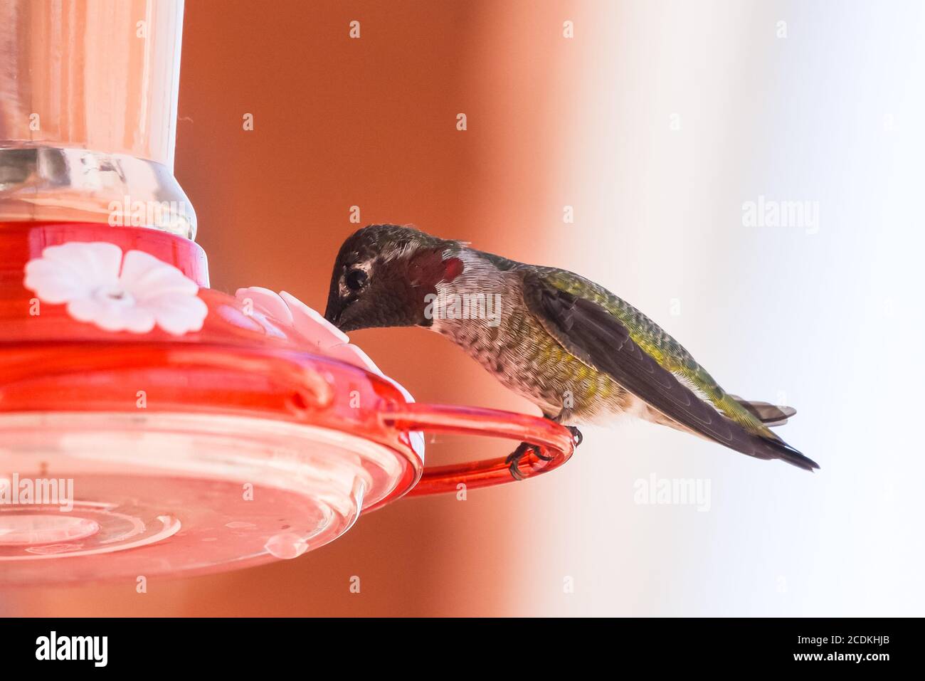 Adorable Rufus Hummingbird perched on a backyard feeder full of nectar with beak fully inserted into drinking tube. Stock Photo