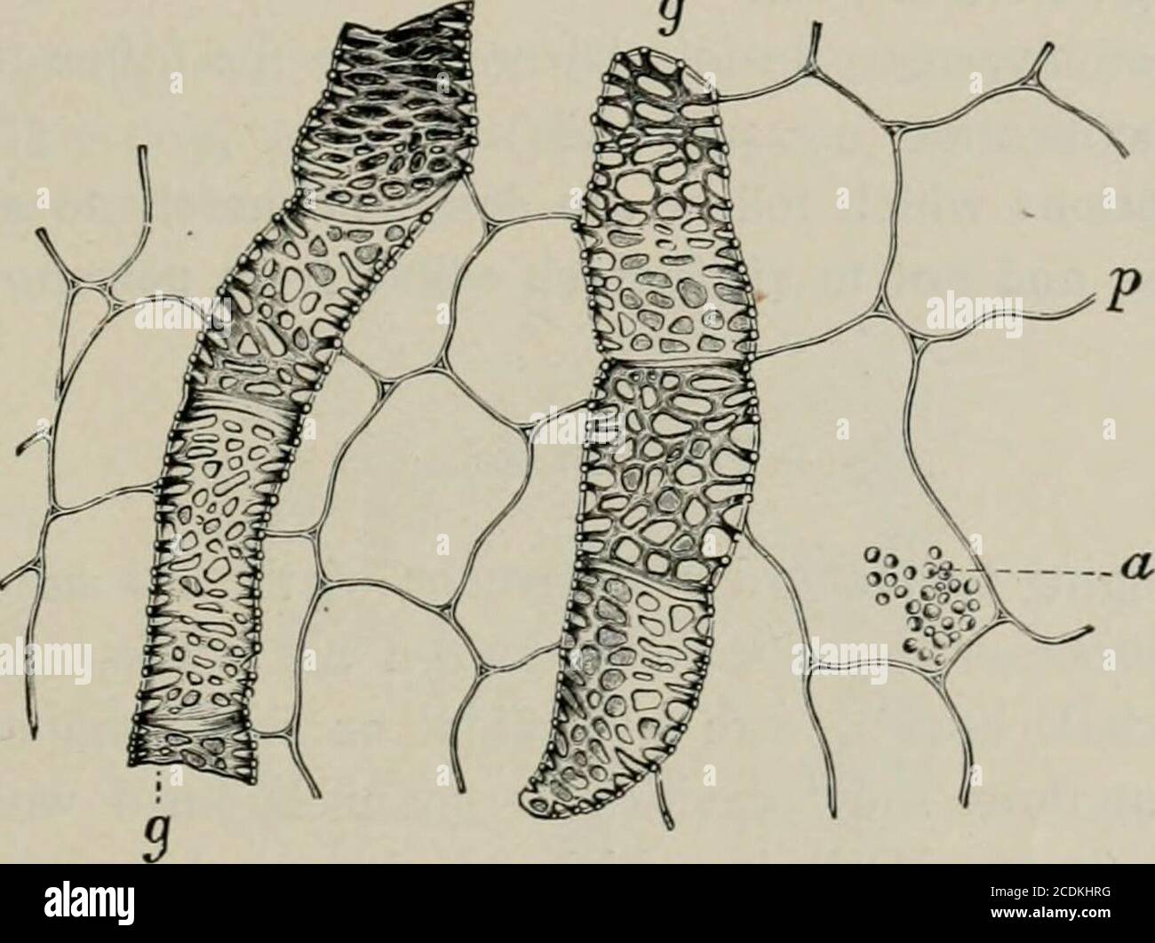 . The microscopy of vegetable foods, with special reference to the detection of adulteration and the diagnosis of mixtures . Fig. 322. Carrot {Daucus Carota). Longitudinal section of root showing parcnrl.ymaand reticulated vcsstls. Xi6o. (Moki.lkr.) parenchyma consists of smaller cells, which contain yi-llow chroinoplastssuspended in the cell sap. The Vessels (Fig. 322, g) are seldom owr 50 /t broad, and are clianic- CARROT. TURNIP. 419 terized by their narrow elongated pores, resembling those in the vesselsof the dandelion root. See Bibliography of Beet. BIBLIOGRAPHY. TURNIP. The white turnip Stock Photo