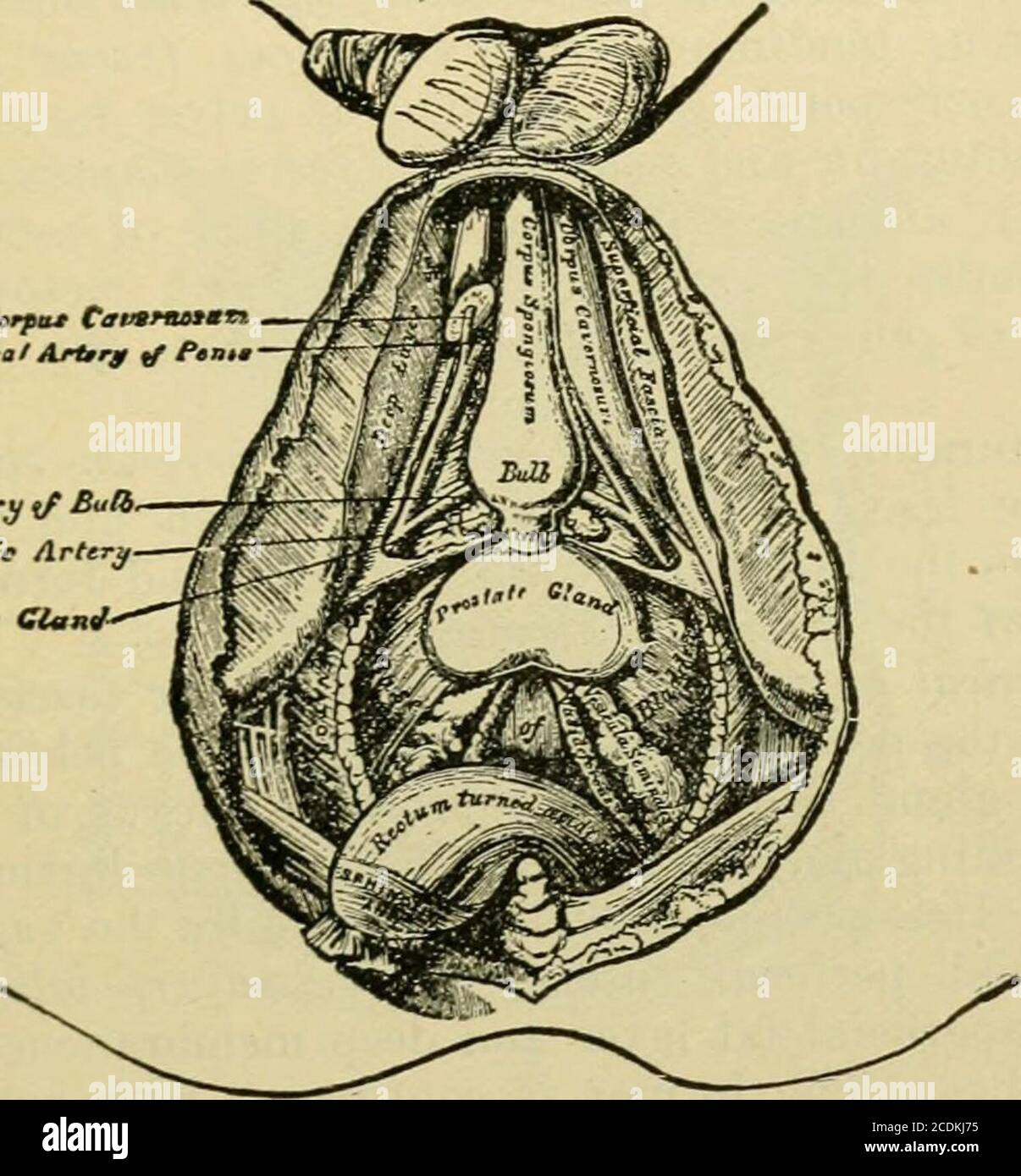 . Handbook of anatomy; being a complete compend of anatomy, including ...