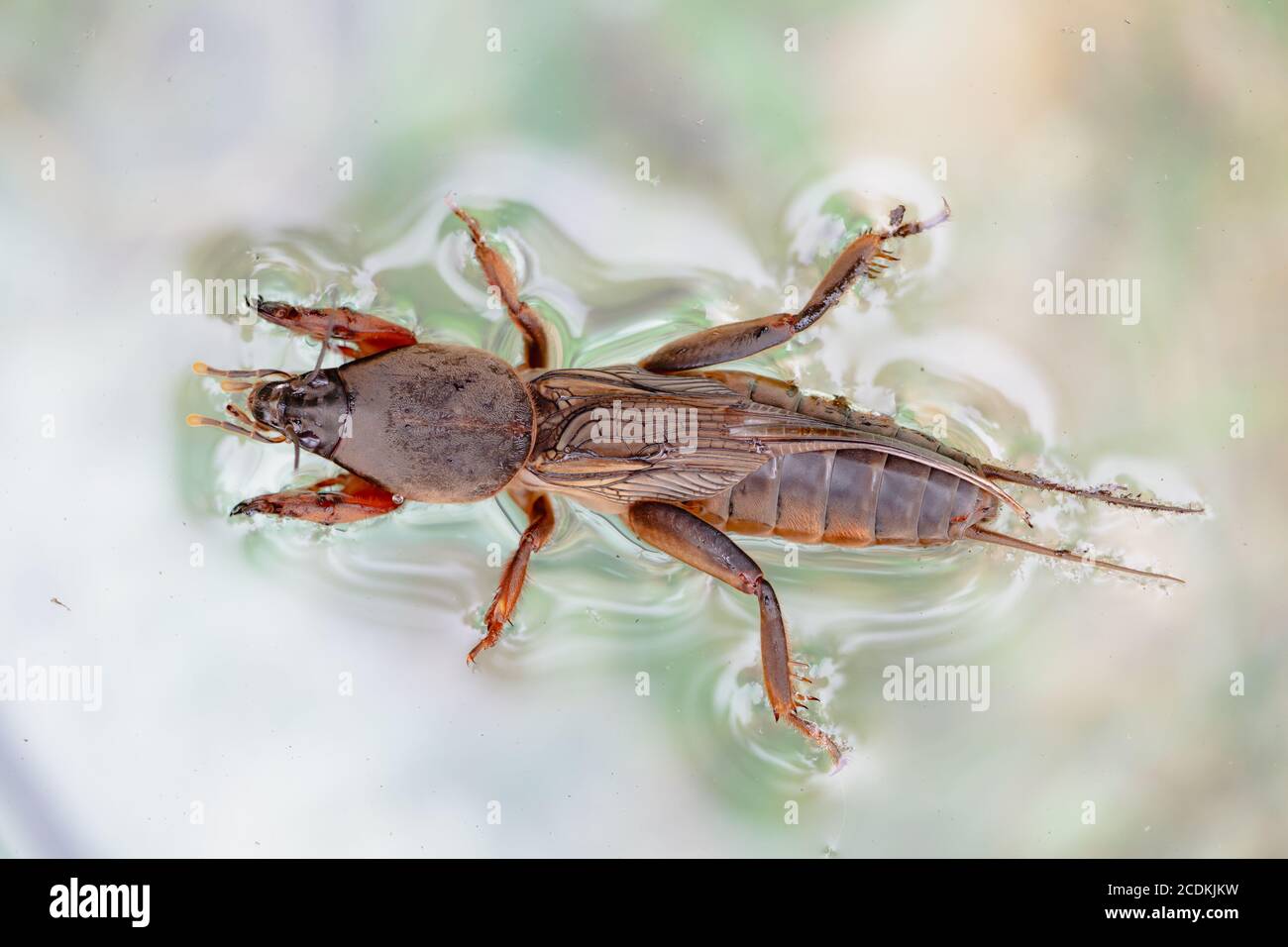Harmful insect, an earthen agricultural pest. Floating on water Stock ...