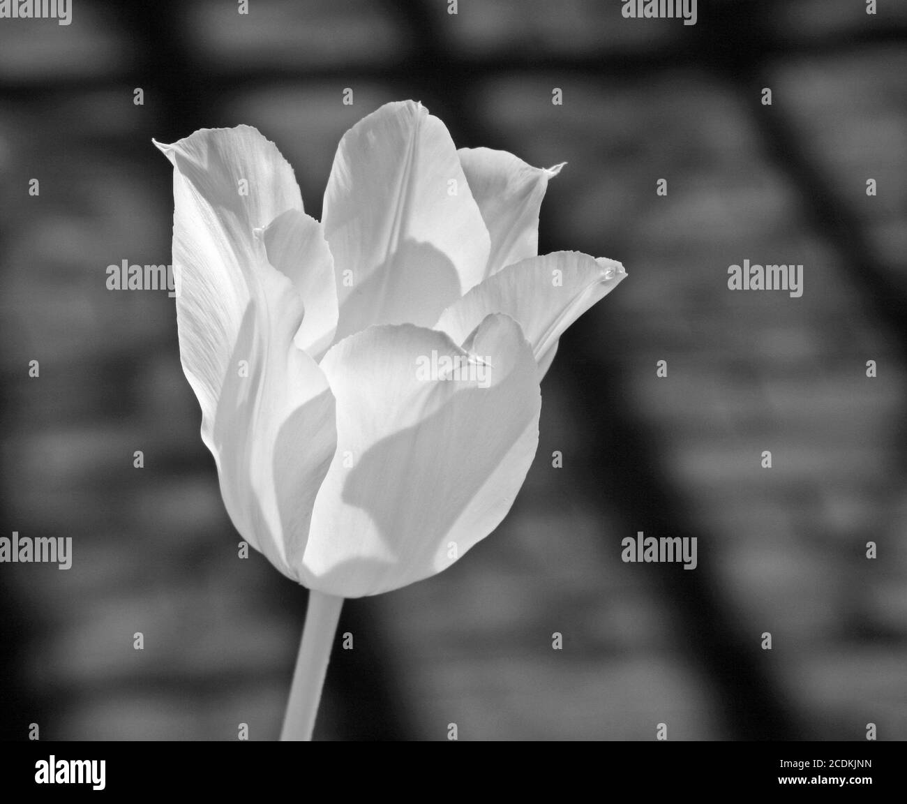 Infrared photo of a tulip. Stock Photo