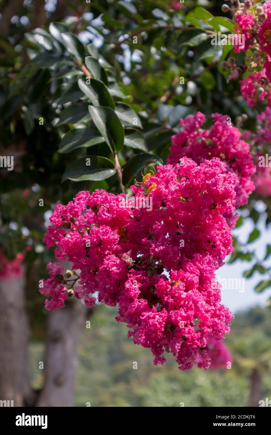 Crape Myrtle Tree Lagerstroemia Indica Flowering In Italy Stock Photo Alamy