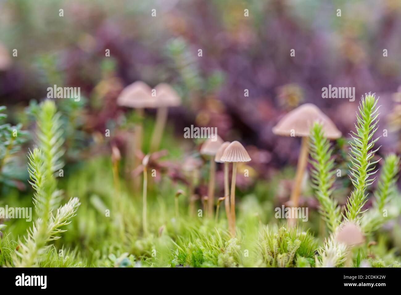 Small brown mushroom in a green grass and linchen in the finland forest Stock Photo