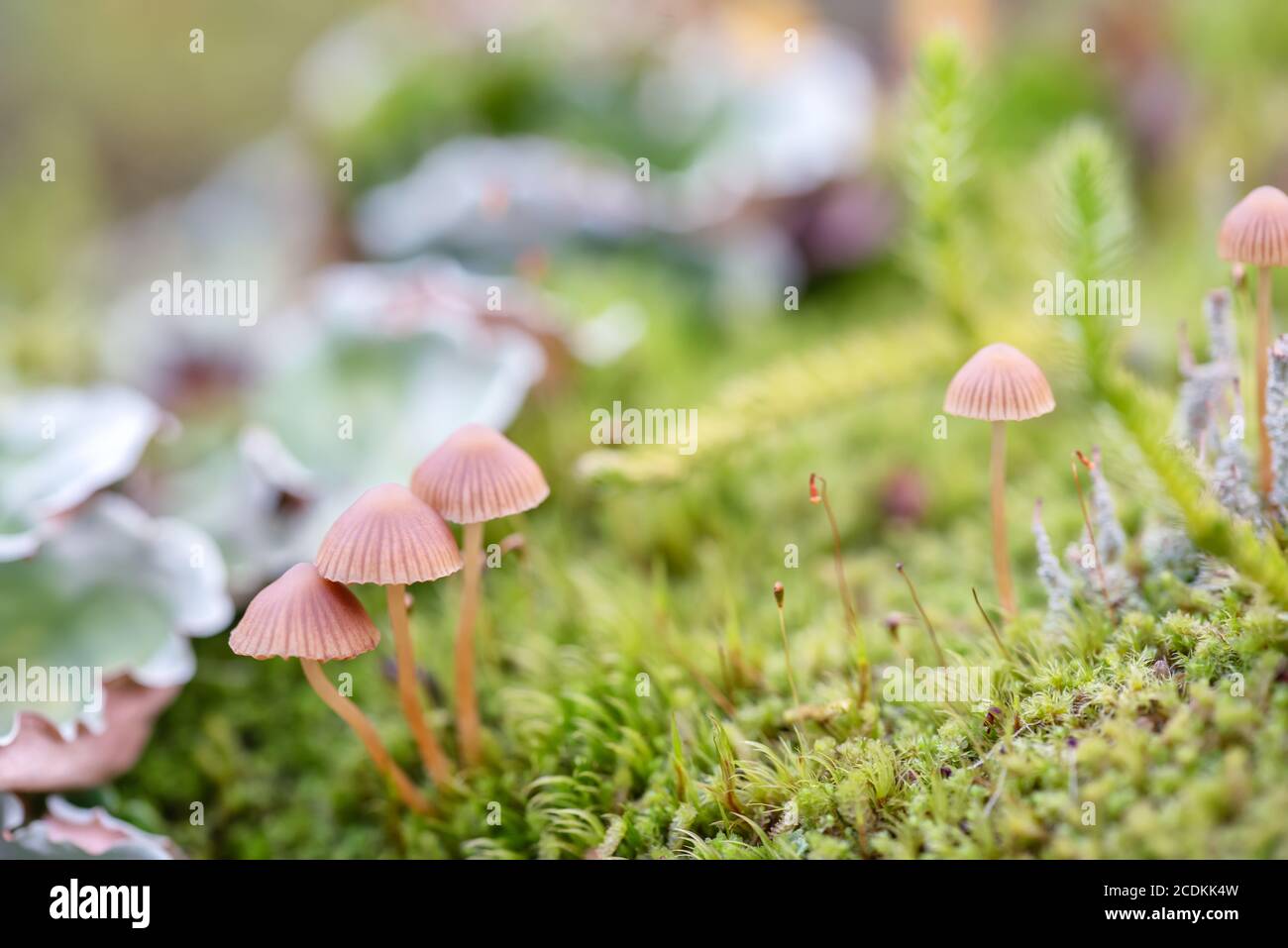 Small brown mushroom in a green grass and linchen in the finland forest Stock Photo