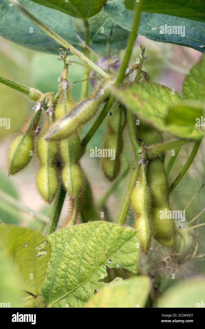 Soy beans growing hires stock photography and images Alamy
