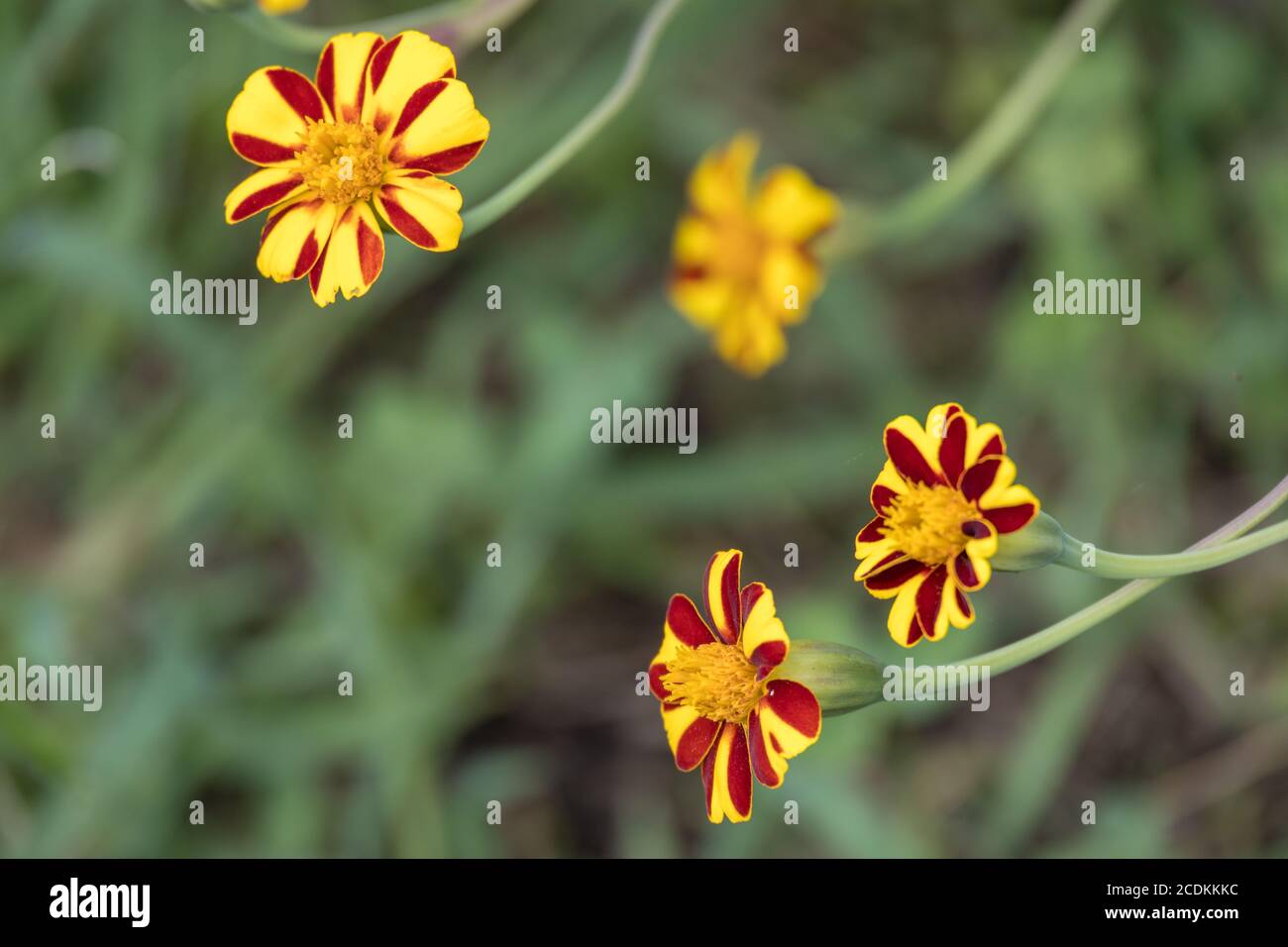French Marigold (Tagetes patula) growing in a garden in Italy Stock Photo