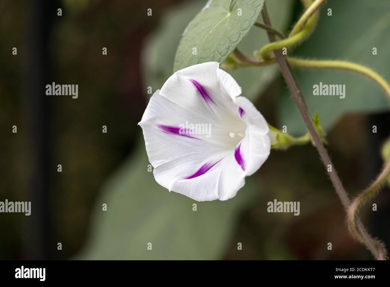 Common Morning Glory (Ipomoea purpurea L. Roth) growing wild in Italy Stock Photo