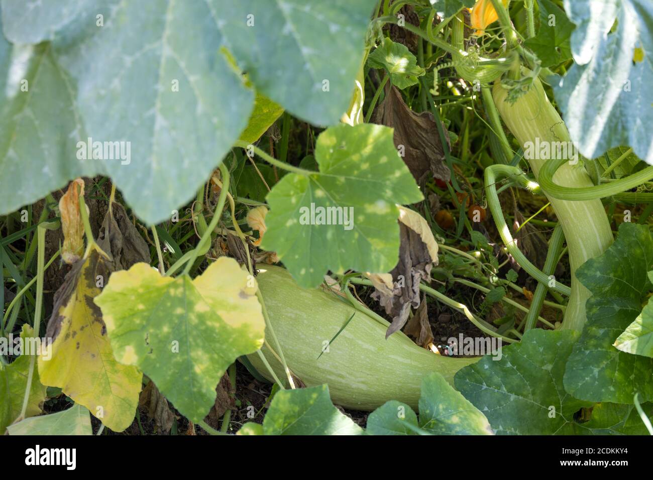 Large misshapen Zucchini or courgette growing in a garden in Italy Stock Photo