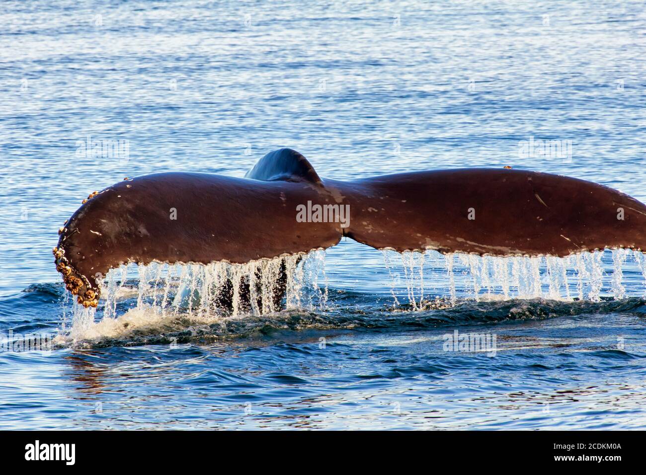 Diving Humpback Whale Stock Photo - Alamy