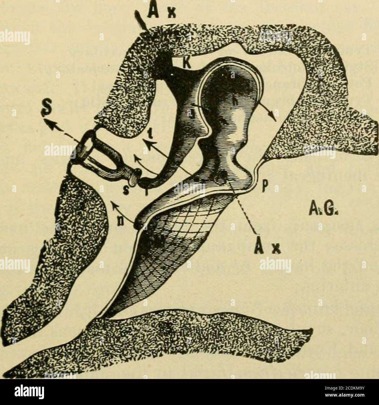 Illustration of stapes morphology following the nomenclature of