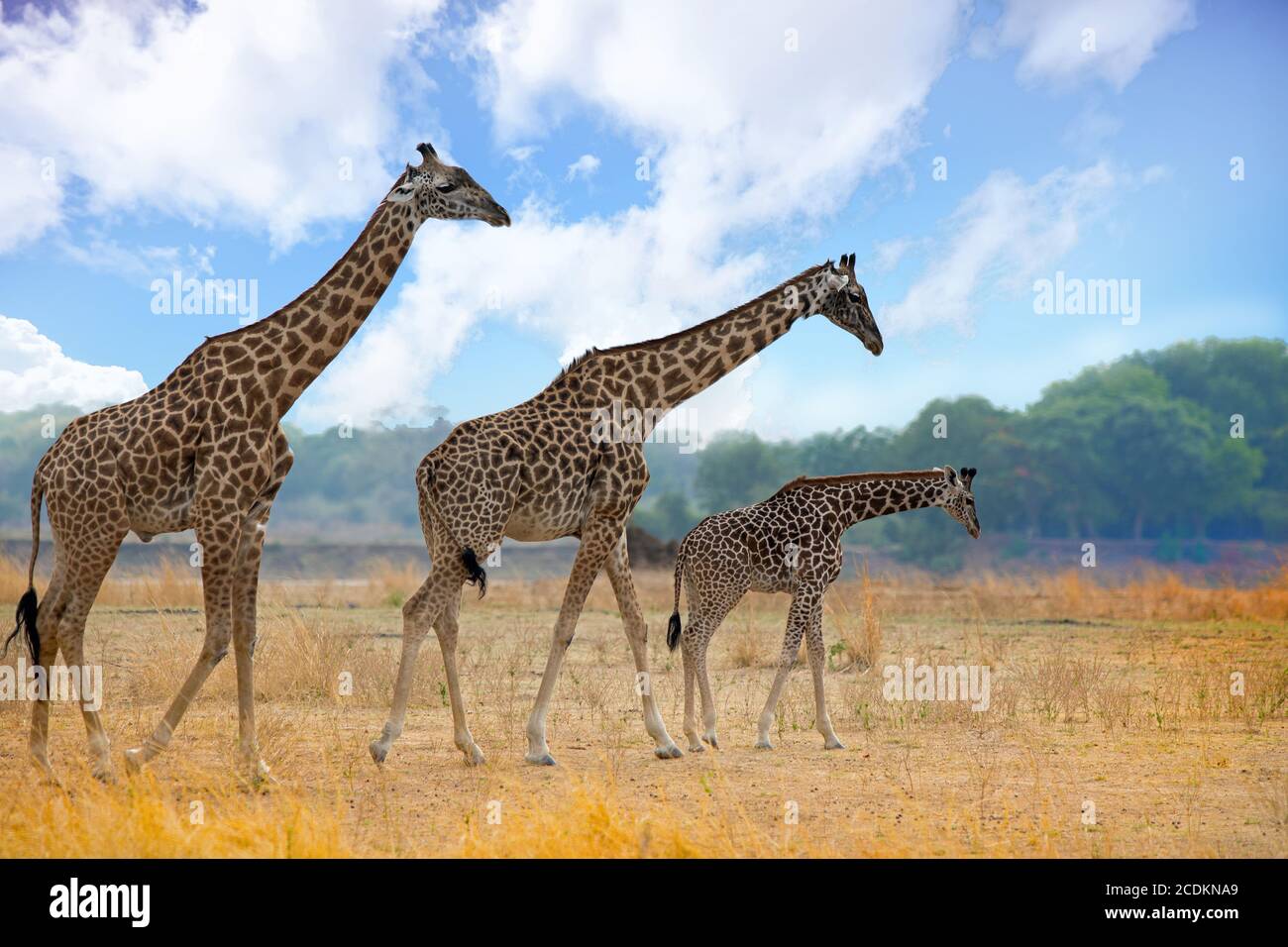 Content Giraffe High Resolution Stock Photography and Images - Alamy